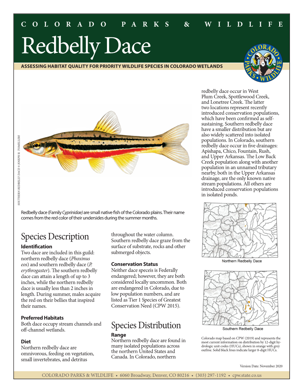 Northern Redbelly Dace (Phoxinus Eos) and Southern Redbelly Dace (P