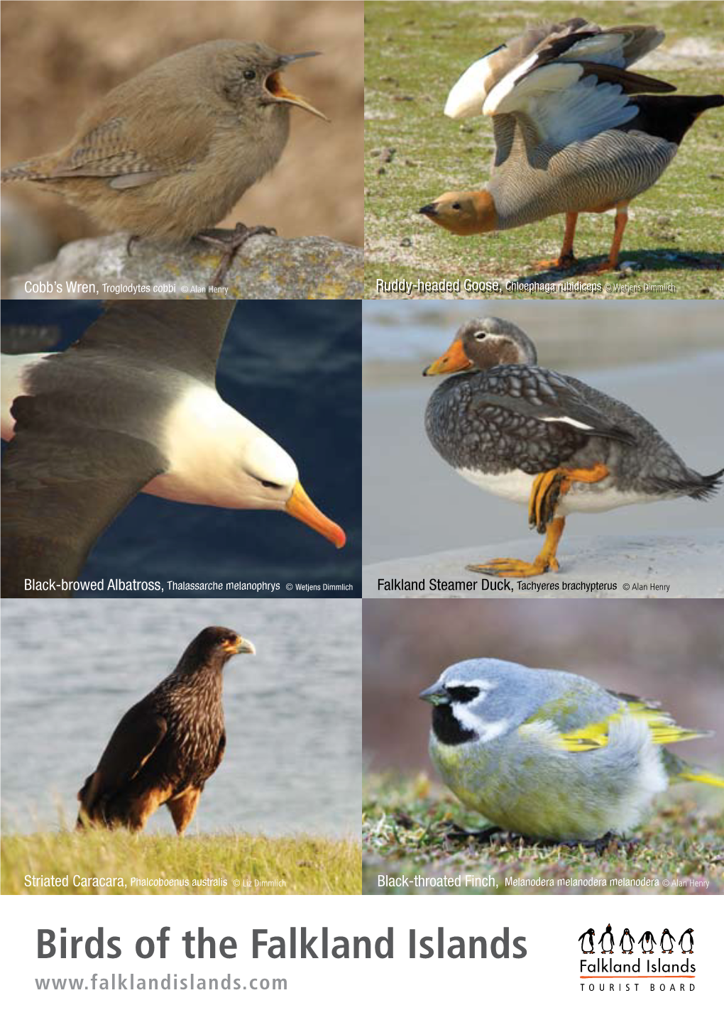 »» Birds of the Falkland Islands Checklist »»