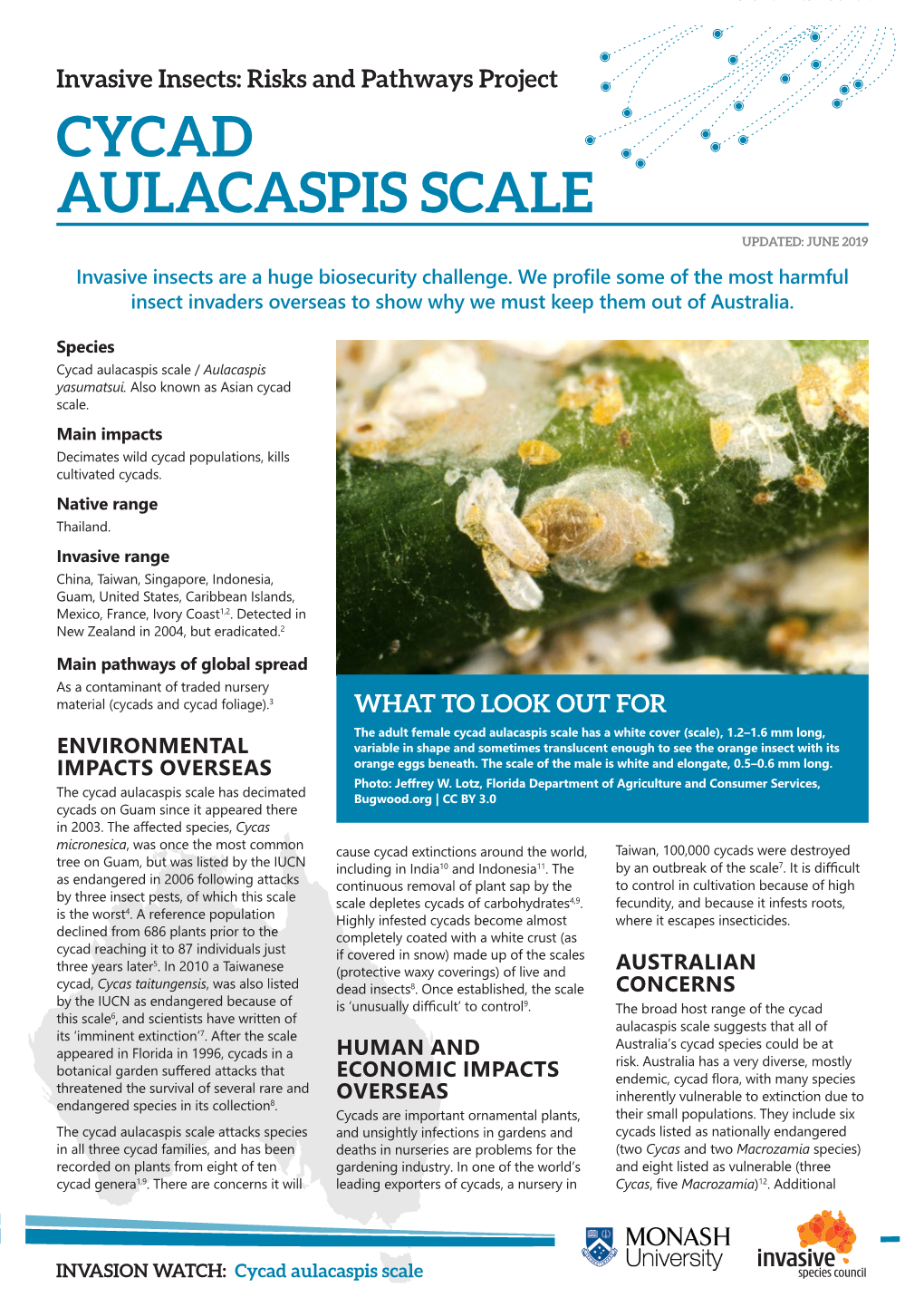 Cycad Aulacaspis Scale