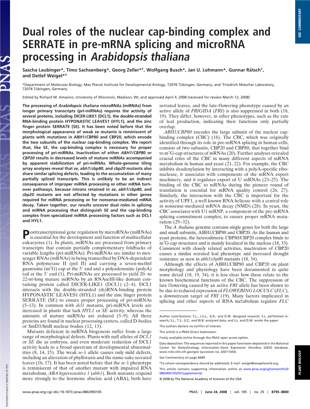 Dual Roles of the Nuclear Cap-Binding Complex and SERRATE in Pre