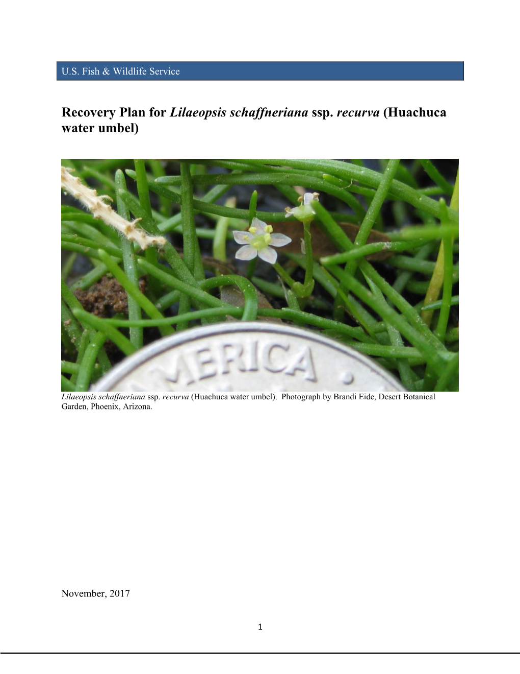 Recovery Plan for Lilaeopsis Schaffneriana Spp. Recurva