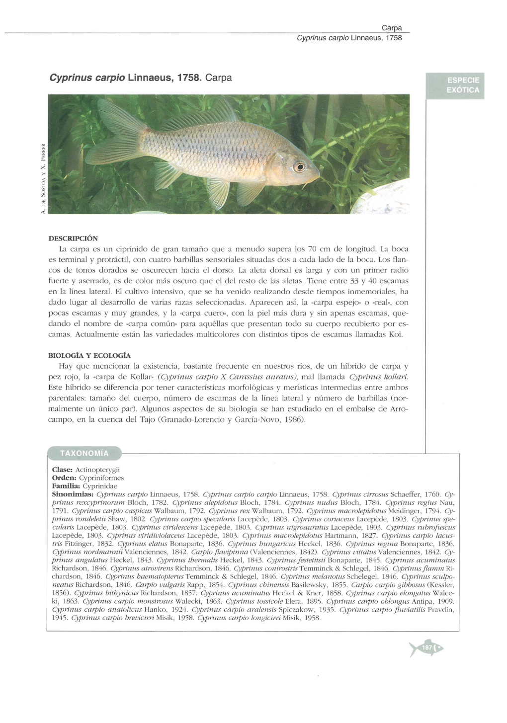 Cyprinus Carpio (Linnaeus, 1758)