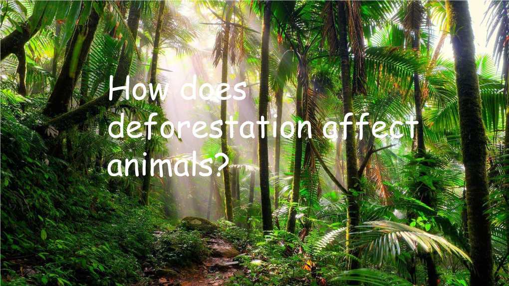 How Does Deforestation Affect Animals? How Does Deforestation Affect Animals?