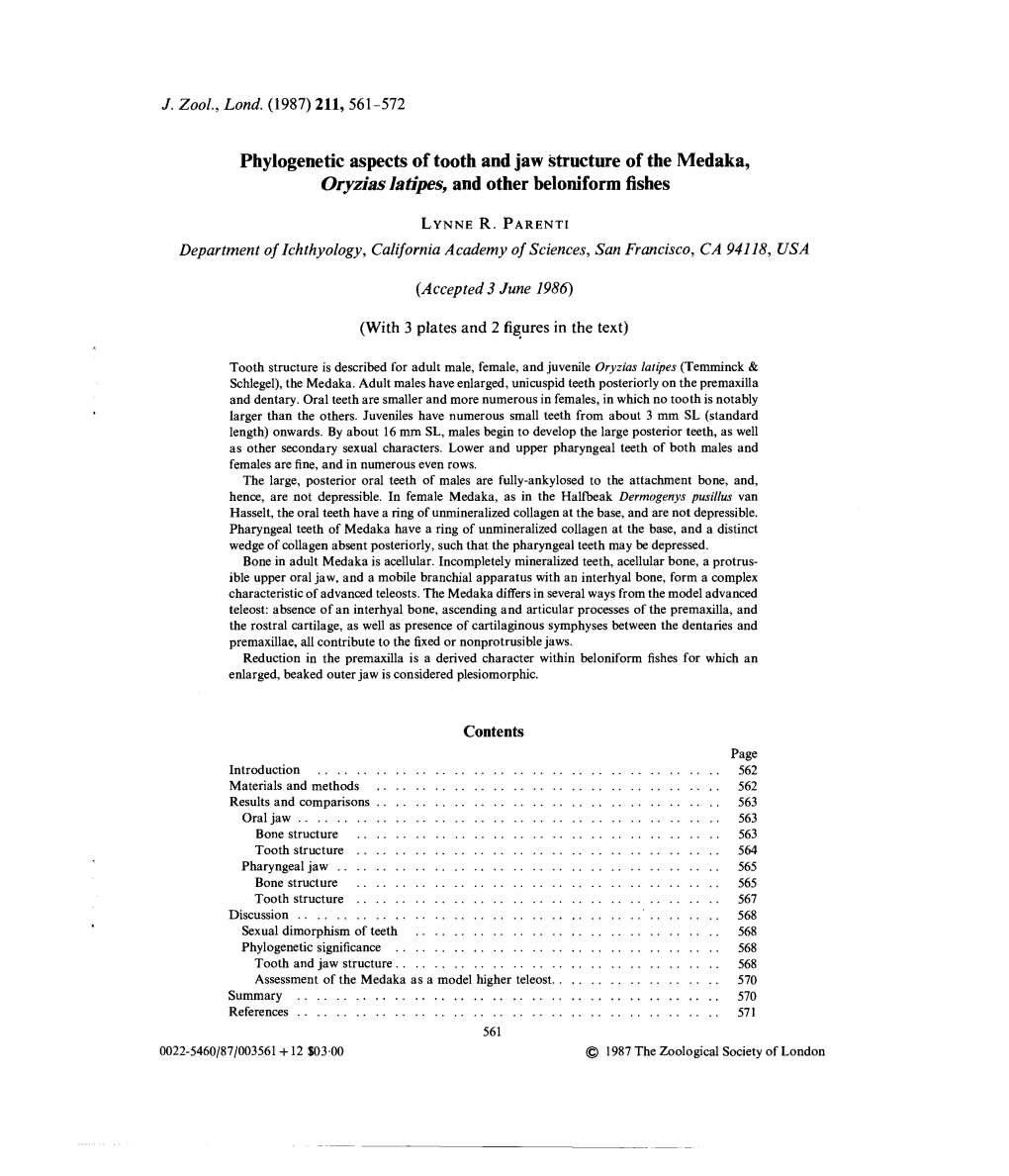 Phylogenetic Aspects of Tooth and Jaw Structure of the Medaka, Oryzias Latipes, and Other Beloniform Fishes