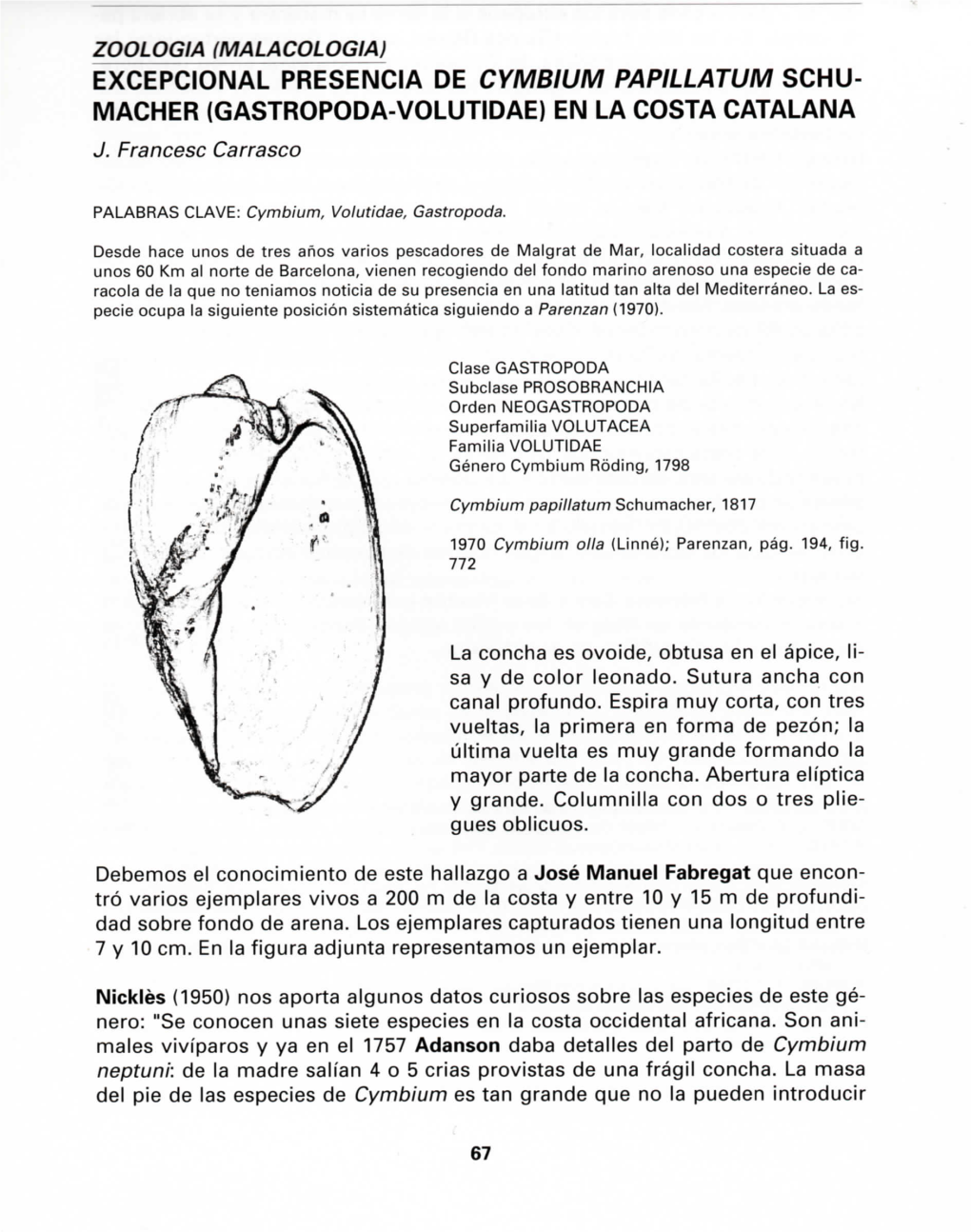 Excepcional Presencia De Cymbium Papillatum Schu- Macher (Gastropoda-Volutidae) En La Costa Catalana J