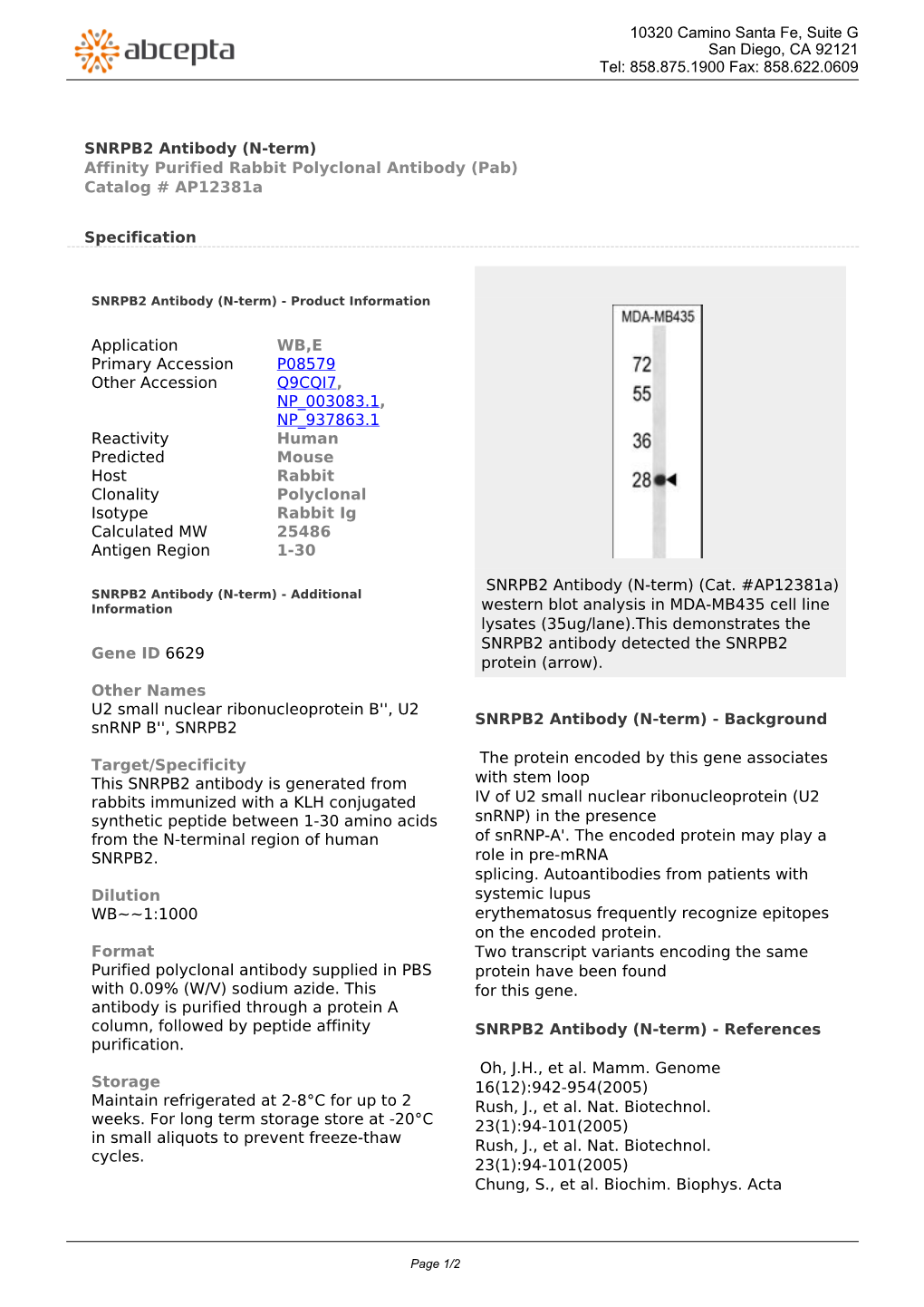 SNRPB2 Antibody (N-Term) Affinity Purified Rabbit Polyclonal Antibody (Pab) Catalog # Ap12381a