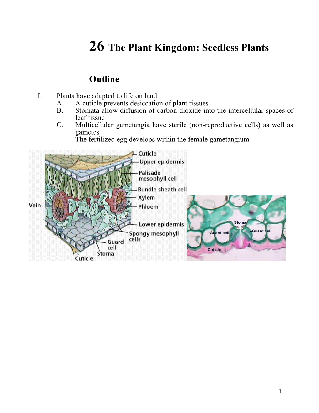 26 the Plant Kingdom: Seedless Plants