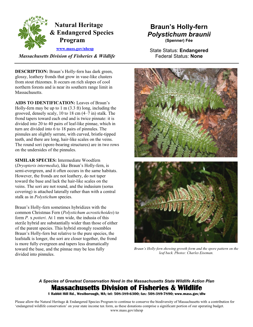 Braun's Holly-Fern Polystichum Braunii