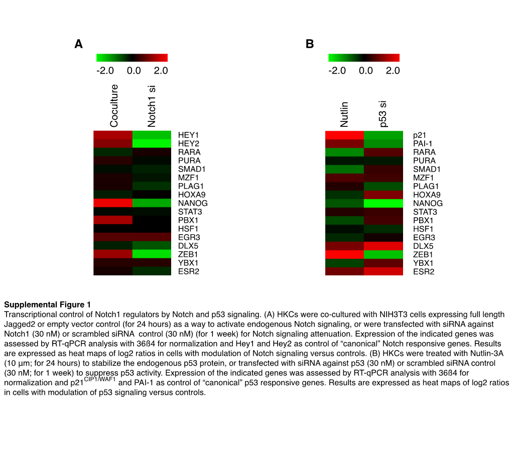 2.0 0.0 2.0 Coculture Notch1 Si Nutlin P53 Si