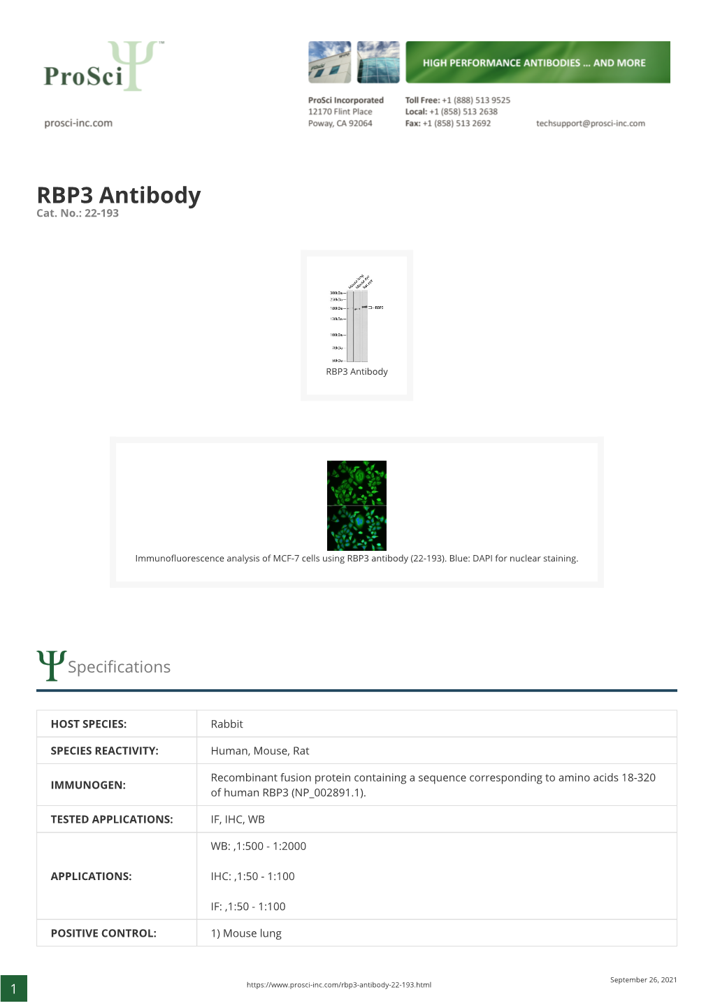 RBP3 Antibody Cat