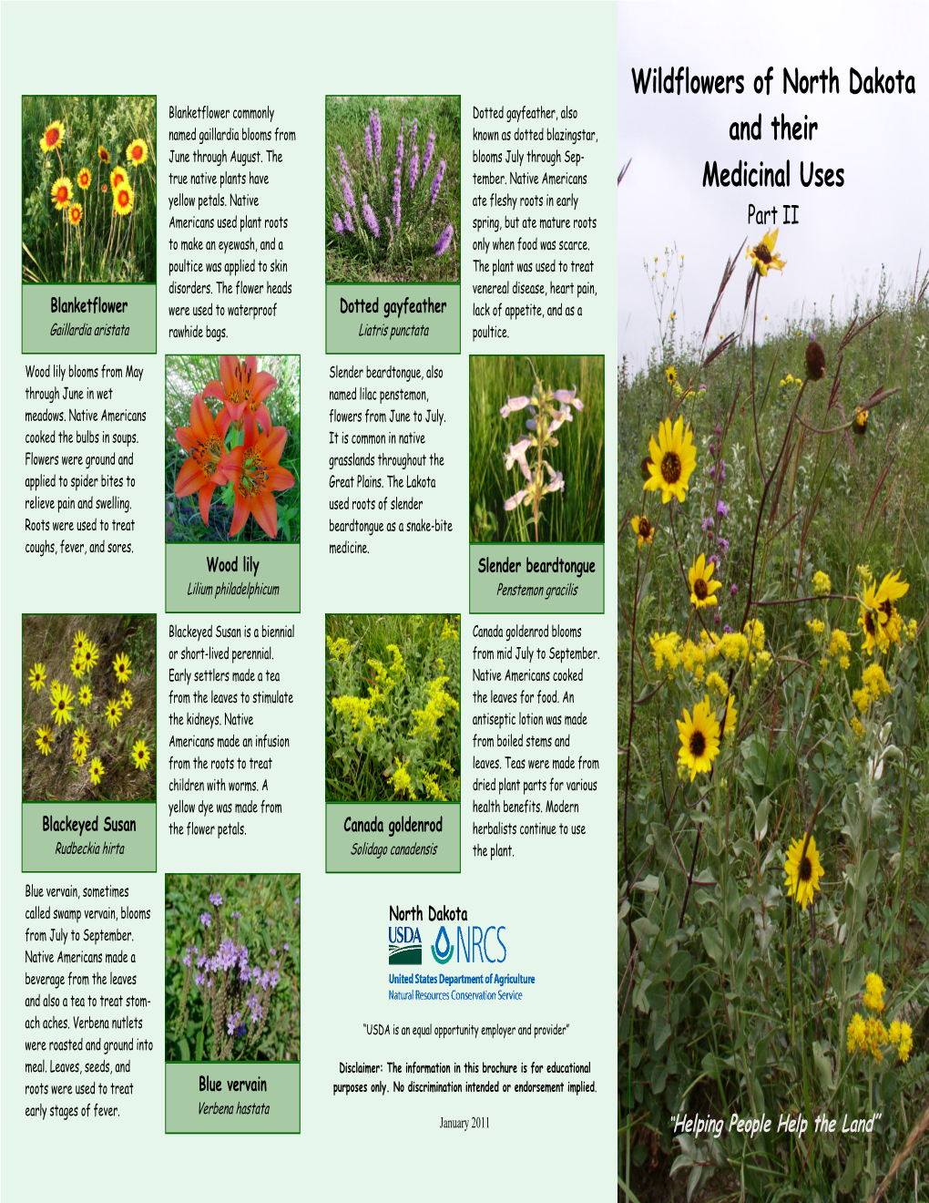 Wildflowers of North Dakota and Their Medicinal Uses, Part 2
