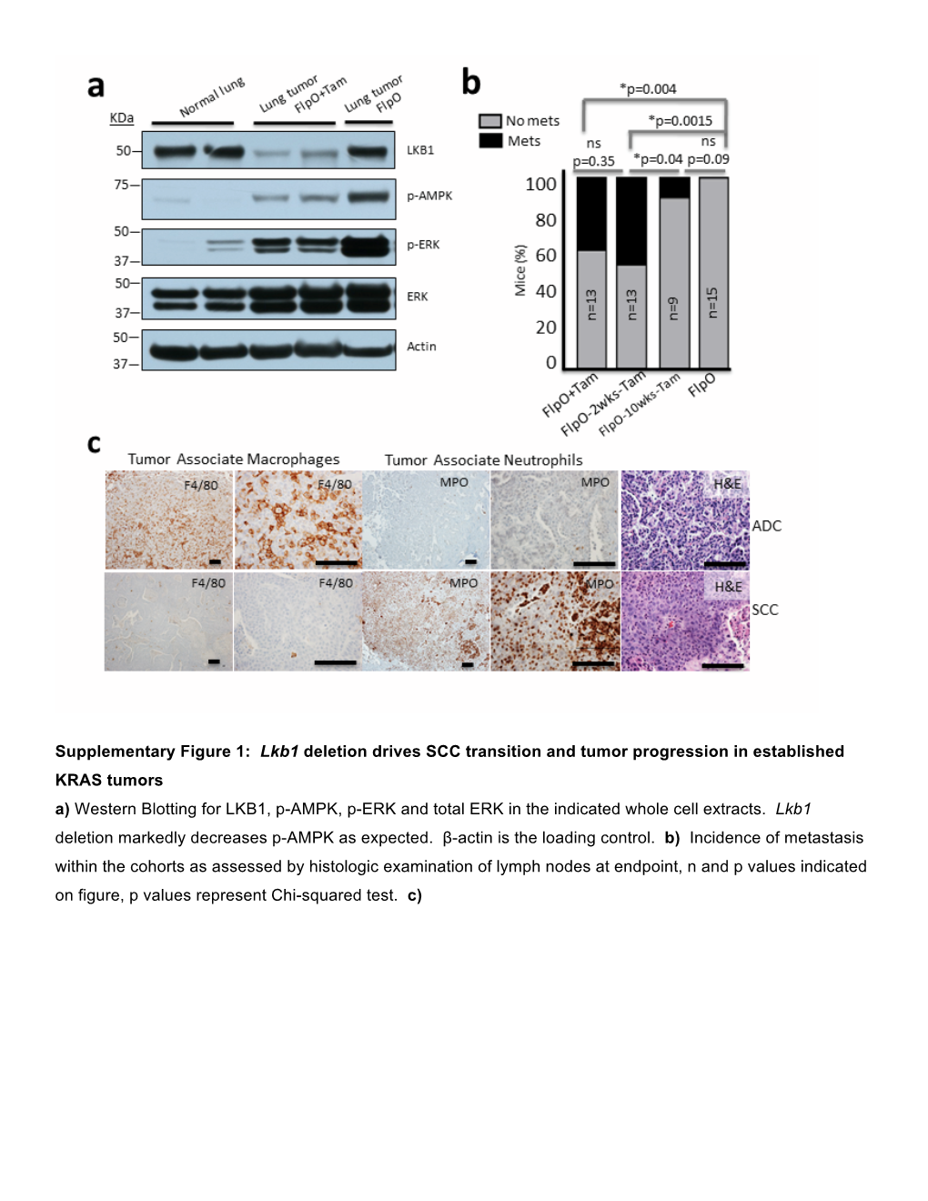 Lkb1 Deletion Drives SCC Transition and Tumor