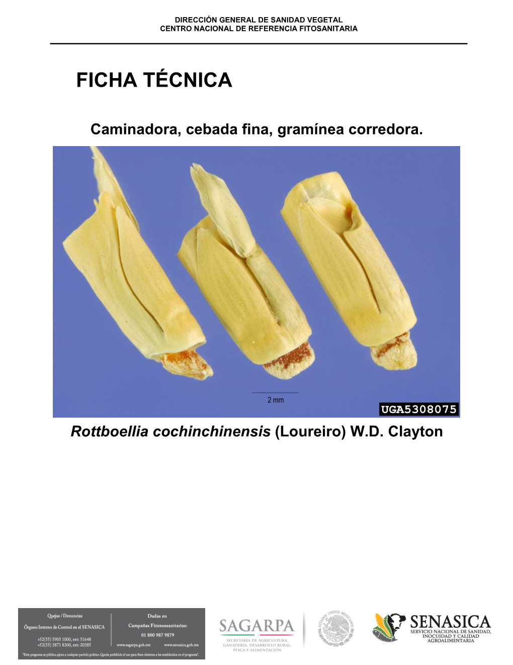 Ficha T Cnica Rottboellia Coch