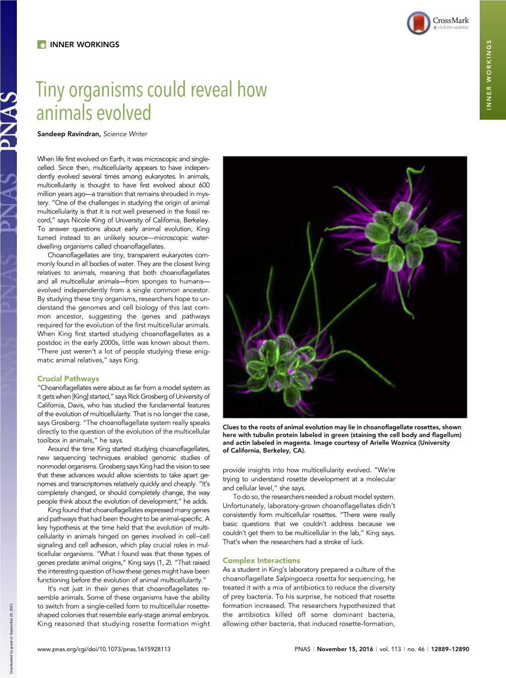 Tiny Organisms Could Reveal How Animals Evolved INNER WORKINGS Sandeep Ravindran, Science Writer