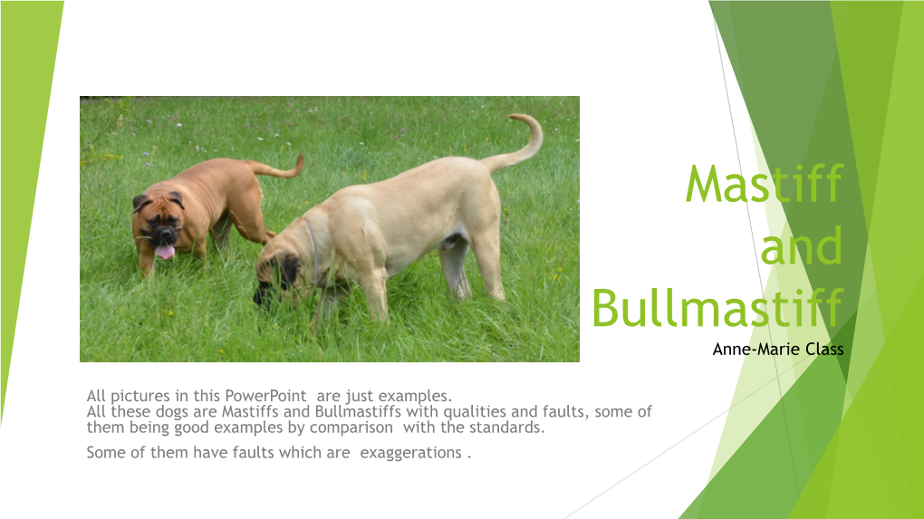 Mastiff and Bullmastiffs