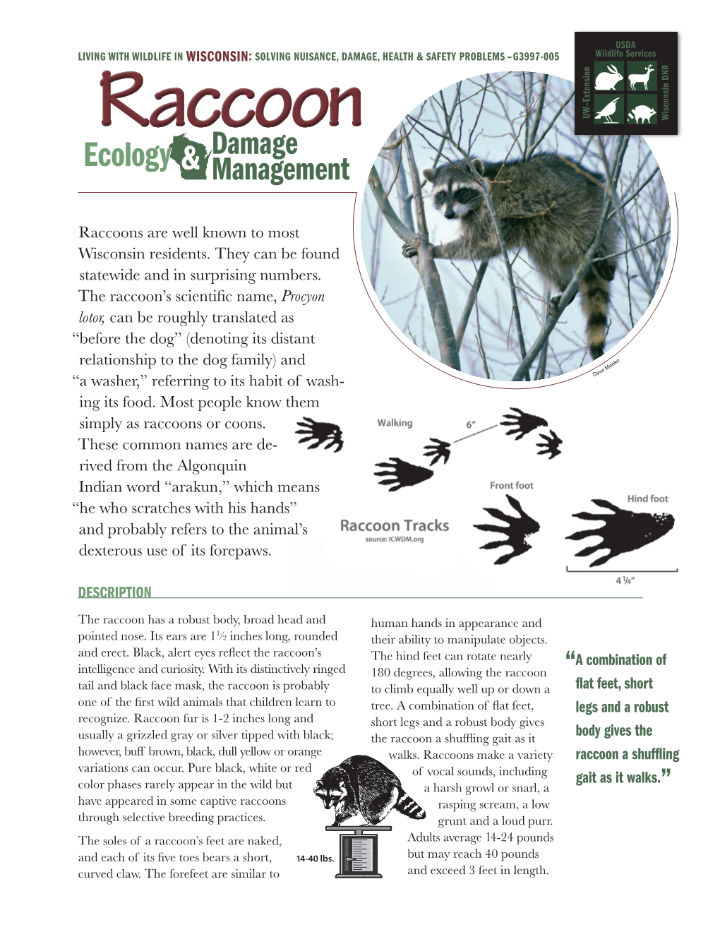 Raccoondamage Ecology & Management