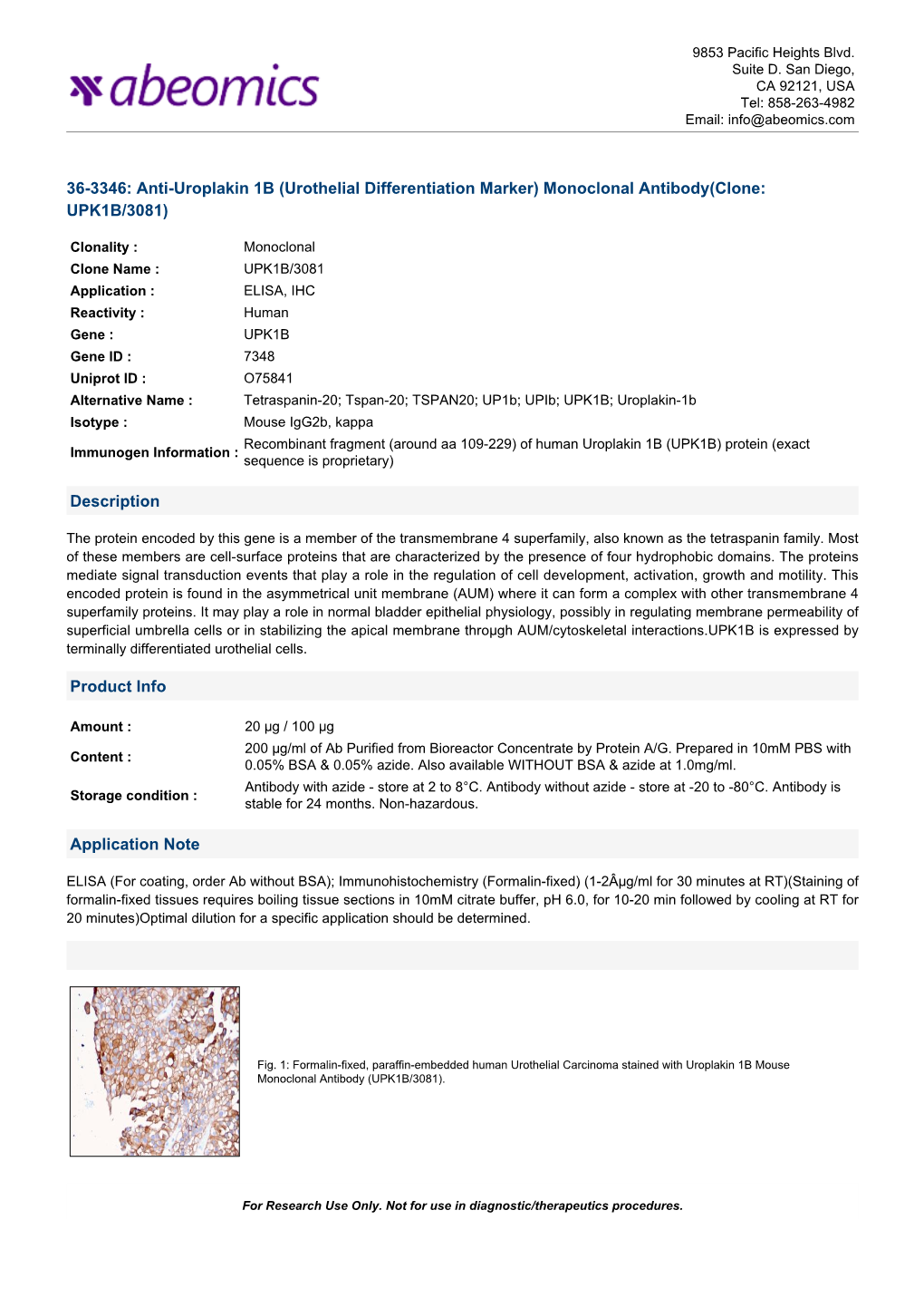 Monoclonal Antibody(Clone: UPK1B/3081)