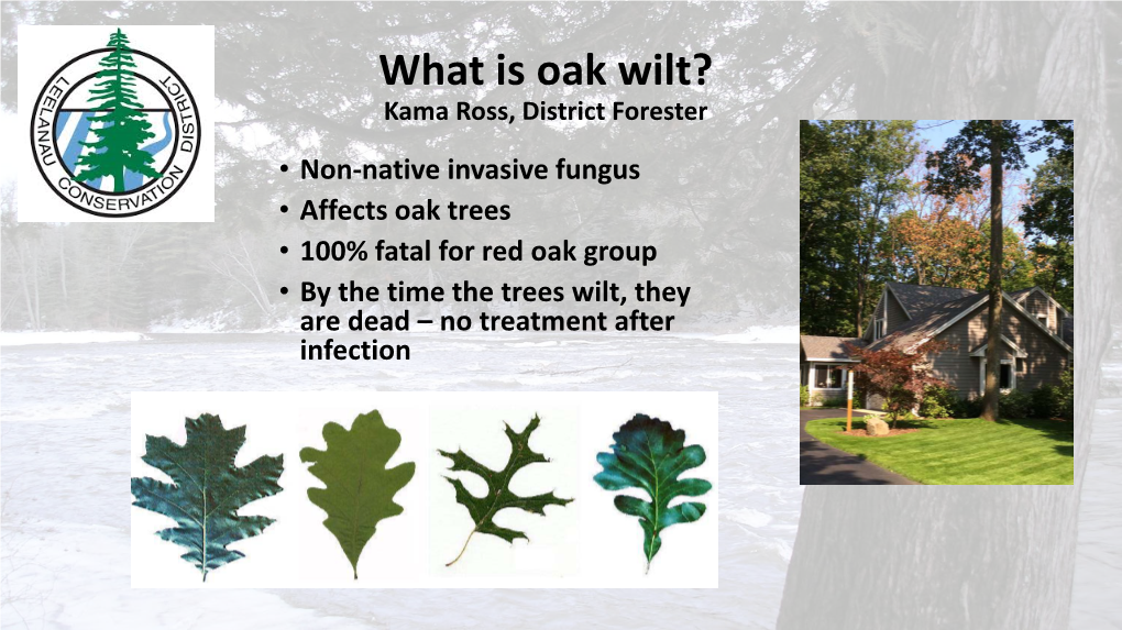 What Is Oak Wilt?