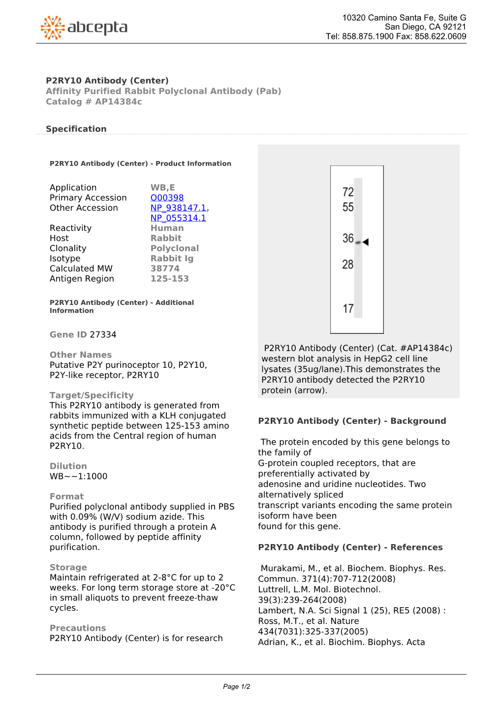P2RY10 Antibody (Center) Affinity Purified Rabbit Polyclonal Antibody (Pab) Catalog # Ap14384c