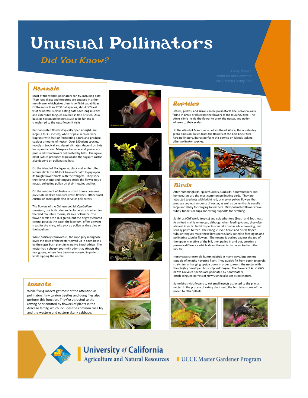 Unusual Pollinators Did You Know?
