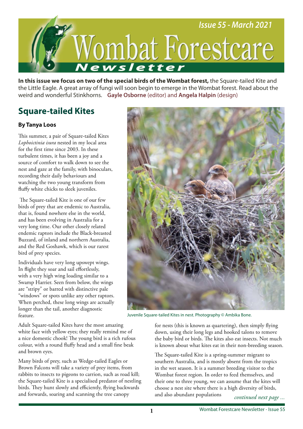 Newsletter in This Issue We Focus on Two of the Special Birds of the Wombat Forest, the Square-Tailed Kite and the Little Eagle
