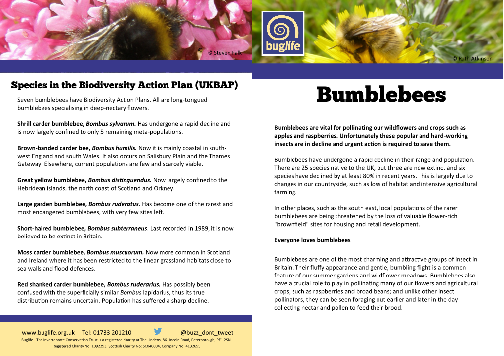 Bumblebees Have Biodiversity Action Plans