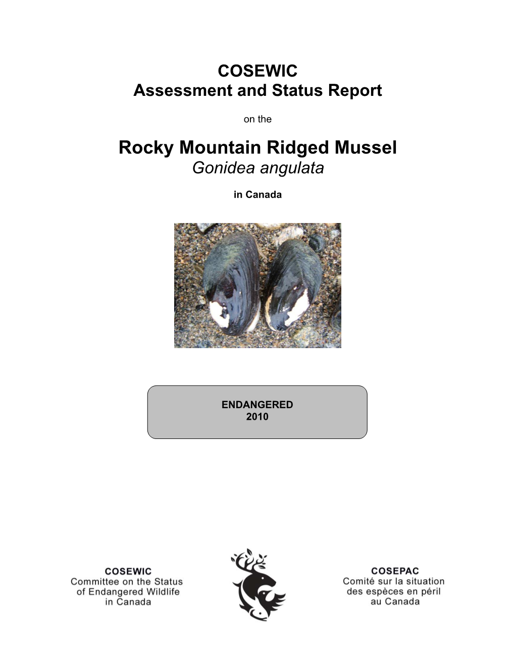 Rocky Mountain Ridged Mussel (Gonidea Angulata)