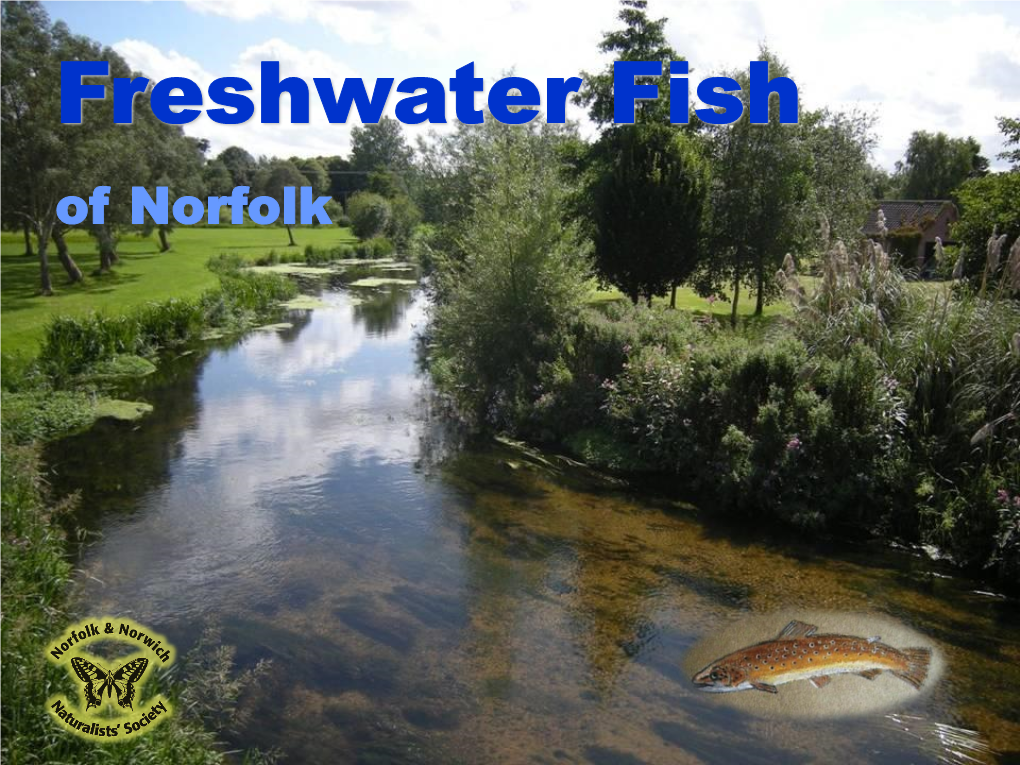 Freshwater Fish of Norfolk Copyright