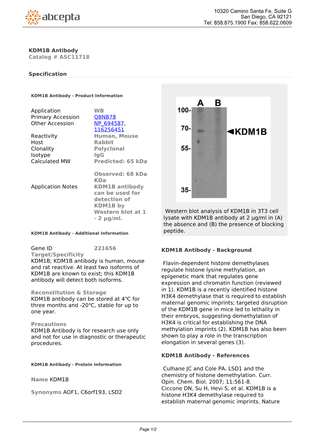 KDM1B Antibody Catalog # ASC11718