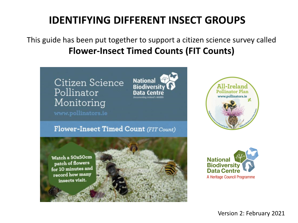 Identifying Different Insect Groups