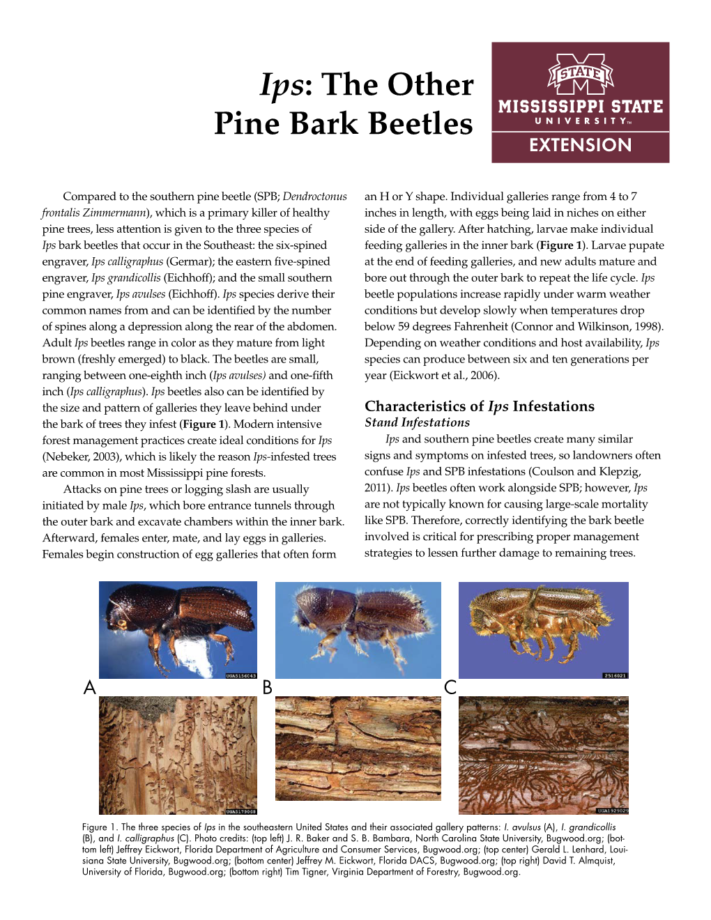 Ips: the Other Pine Bark Beetles