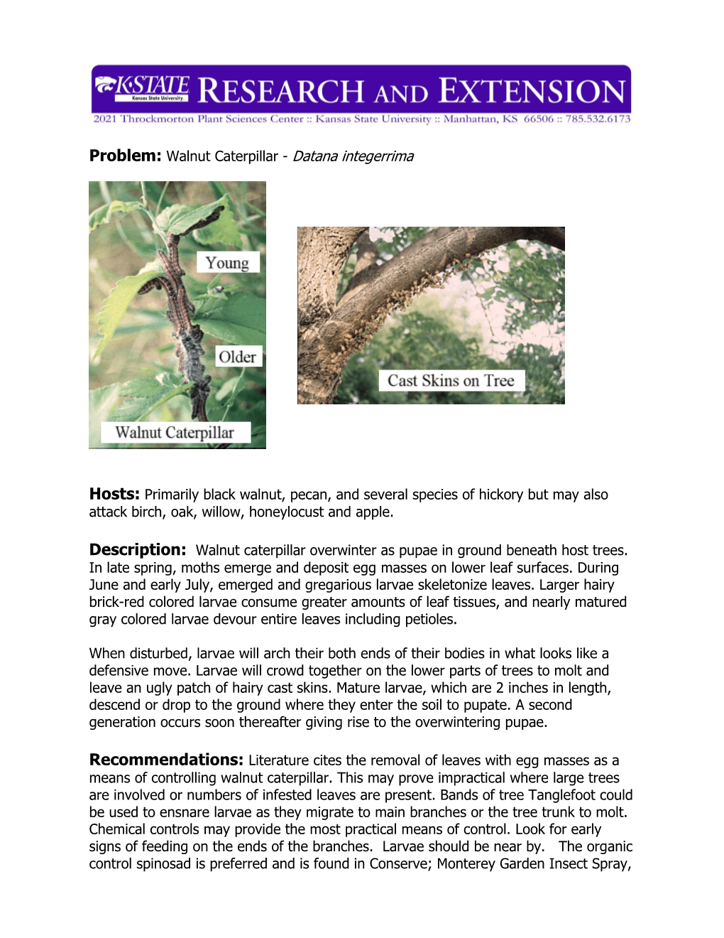 Problem: Walnut Caterpillar - Datana Integerrima