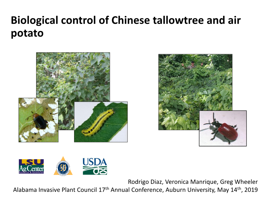 Biological Control of Chinese Tallowtree and Air Potato