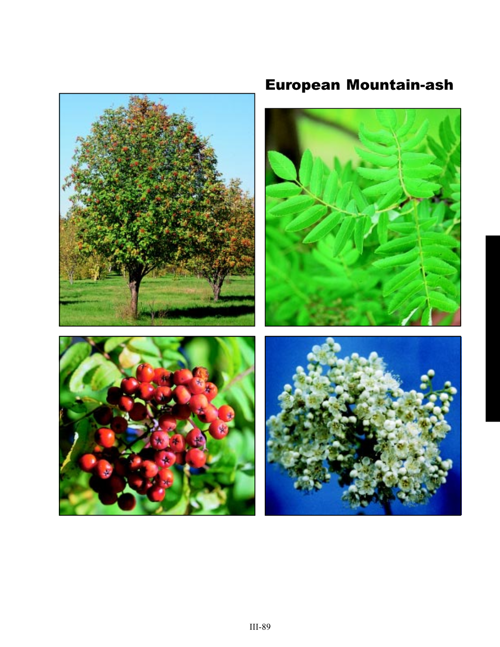 European Mountain-Ash