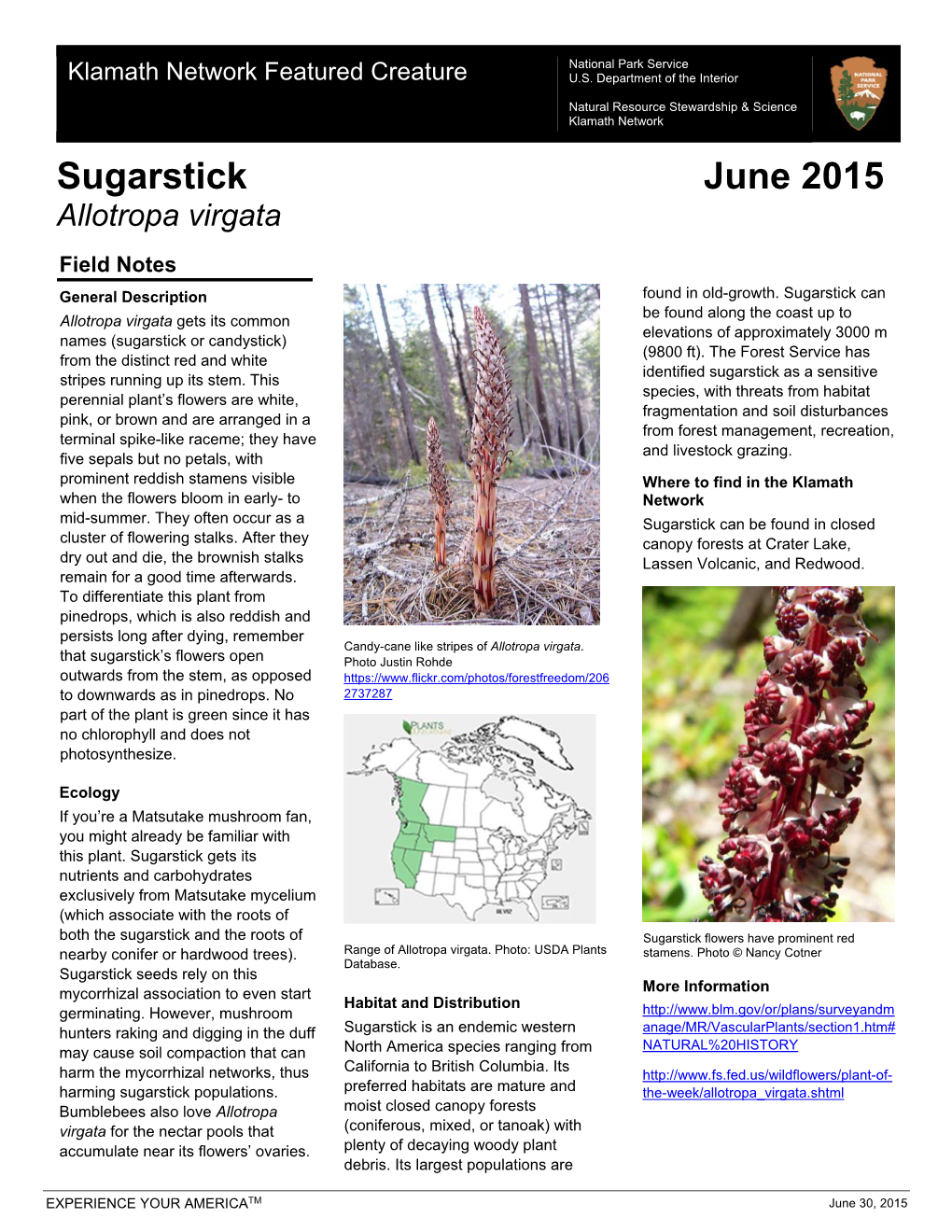 Sugarstick June 2015 Allotropa Virgata