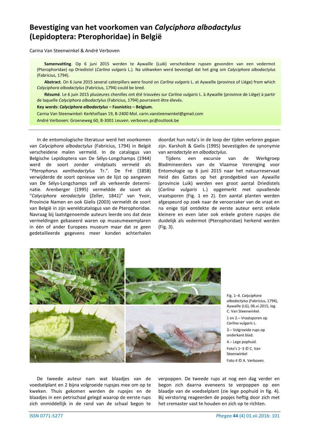 Bevestiging Van Het Voorkomen Van Calyciphora Albodactylus (Lepidoptera: Pterophoridae) in België