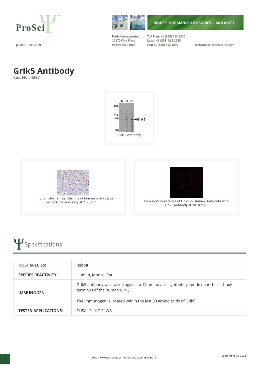 Grik5 Antibody Cat
