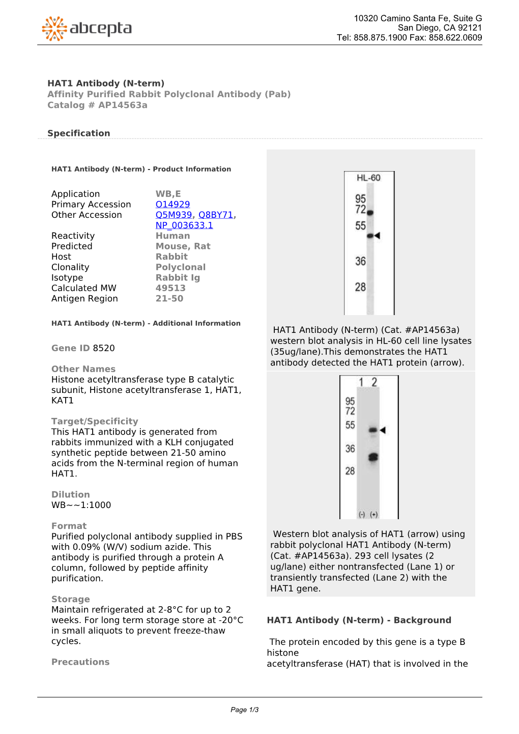 HAT1 Antibody (N-Term) Affinity Purified Rabbit Polyclonal Antibody (Pab) Catalog # Ap14563a