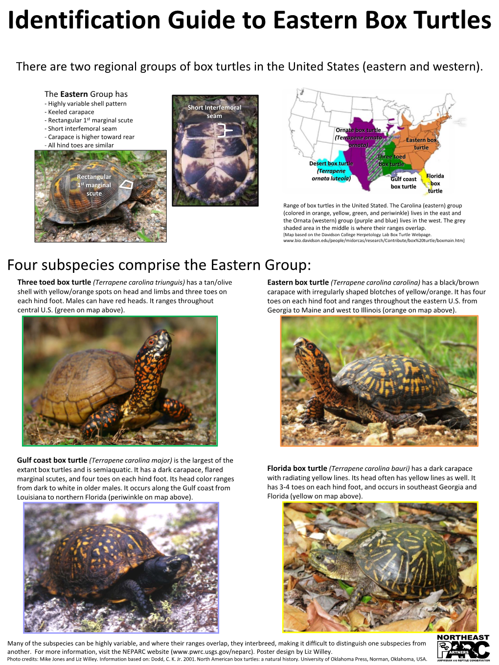 Identification Guide to Eastern Box Turtles