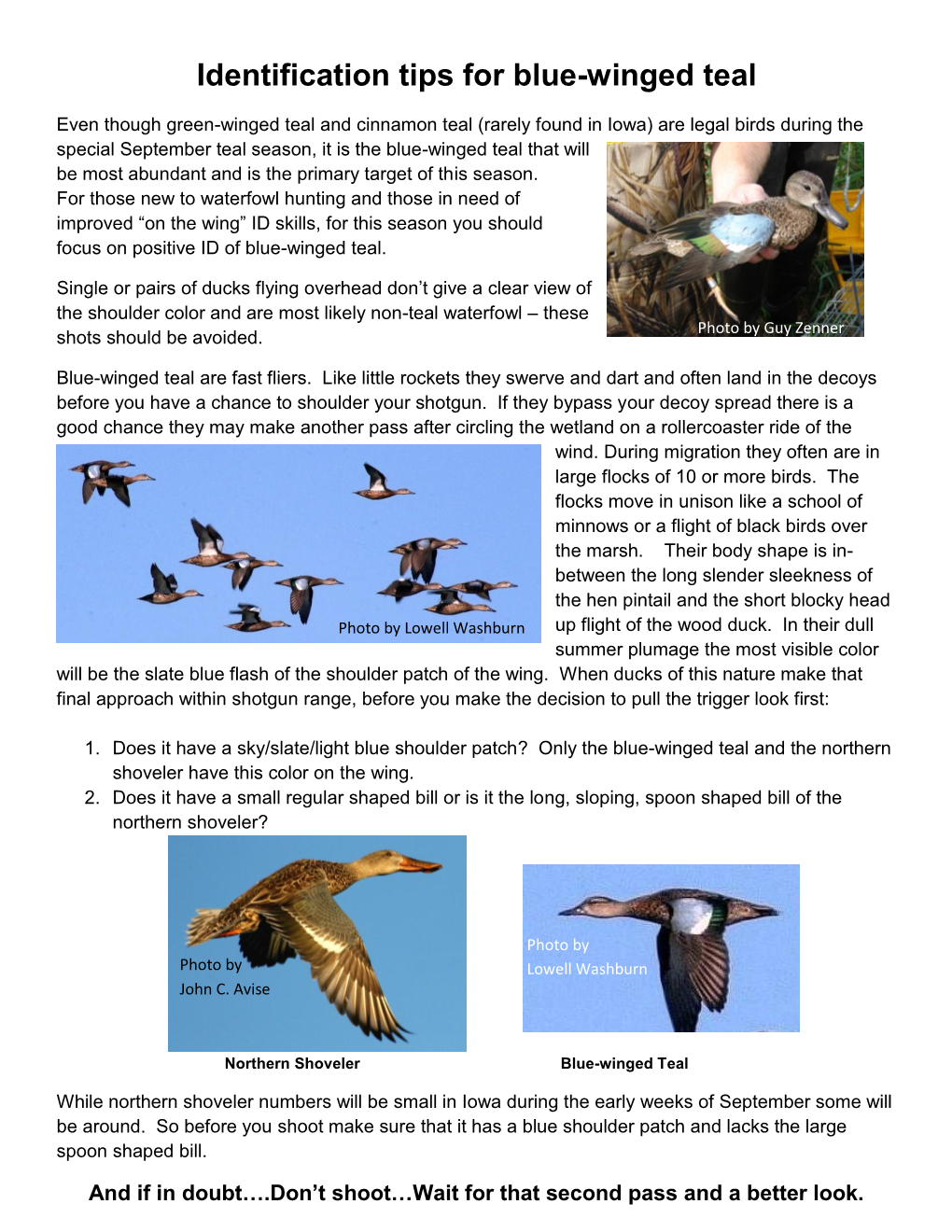 Identification Tips for Blue-Winged Teal