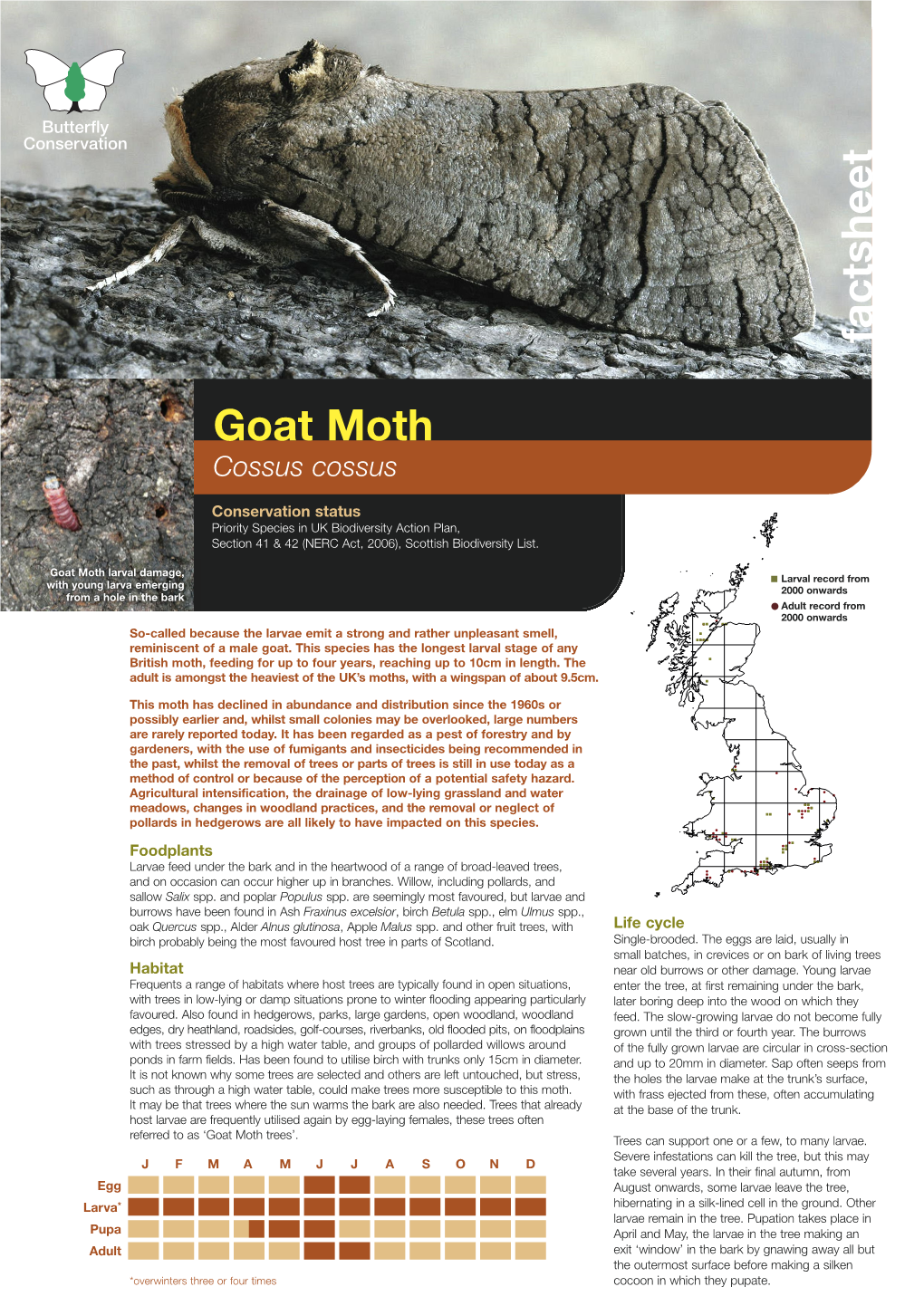 Goat Moth Priority Species Factsheet