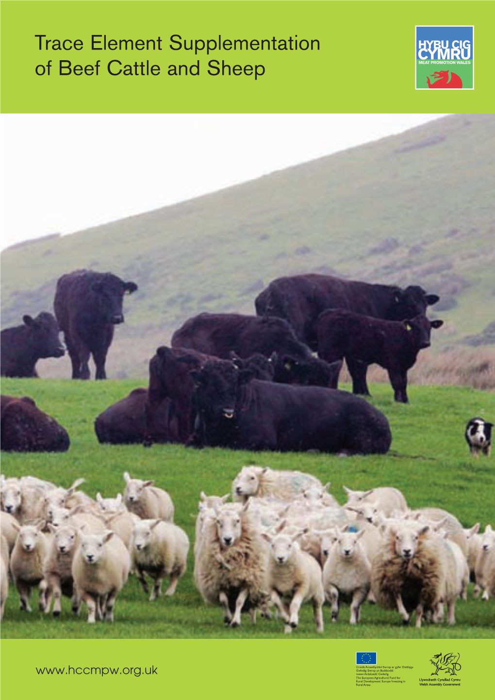 Trace Element Supplementation of Beef Cattle and Sheep