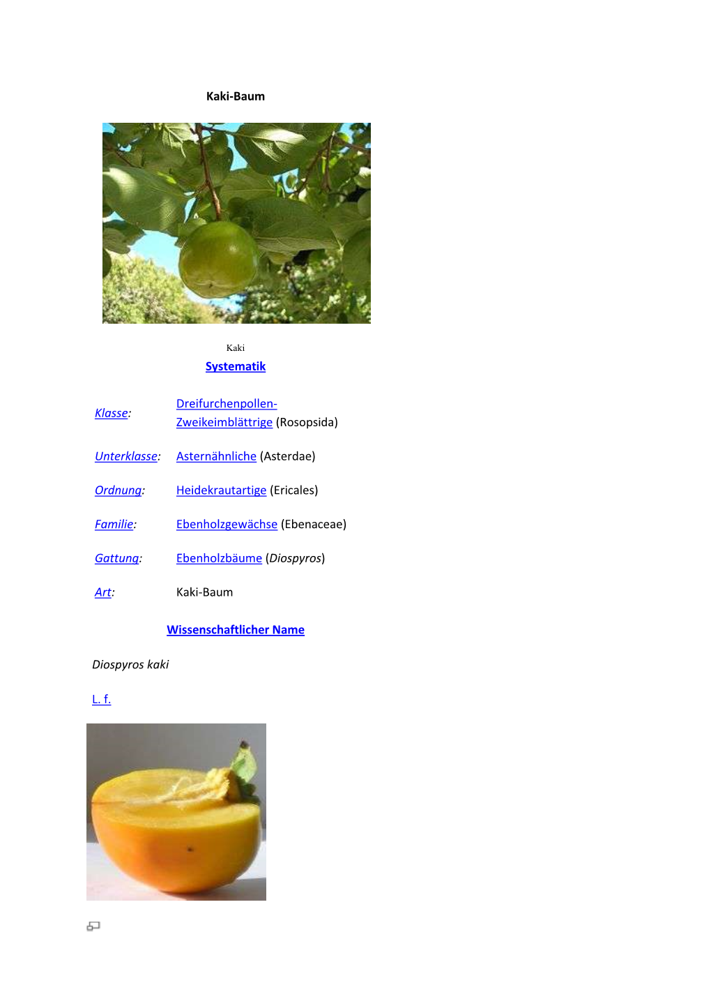 Kaki-Baum Systematik Klasse: Dreifurchenpollen