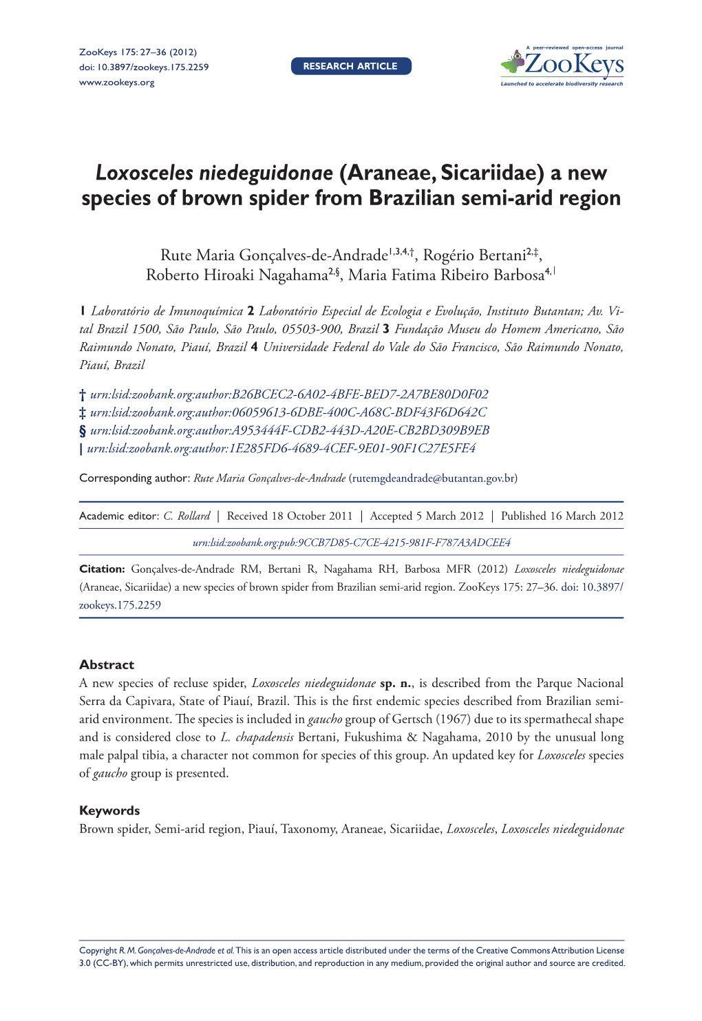 Loxosceles Niedeguidonae (Araneae, Sicariidae) a New Species