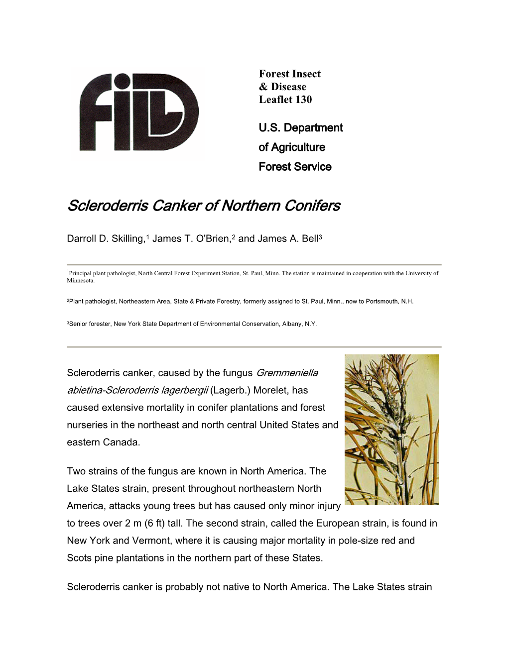 Scleroderris Canker of Northern Conifers