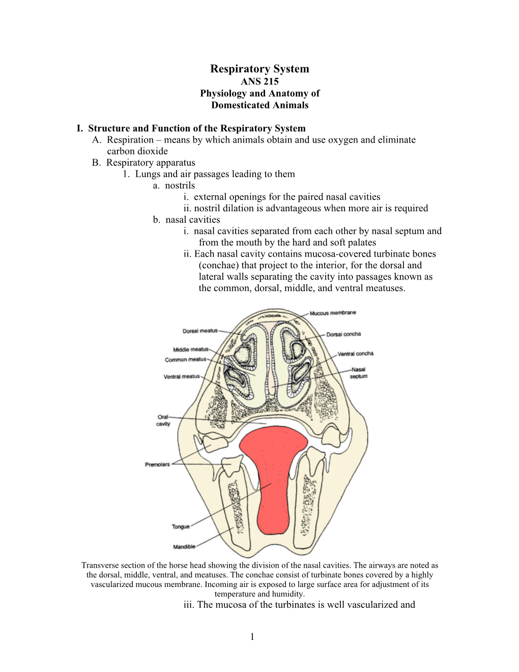 Respiratory System ANS 215 Physiology and Anatomy of Domesticated Animals