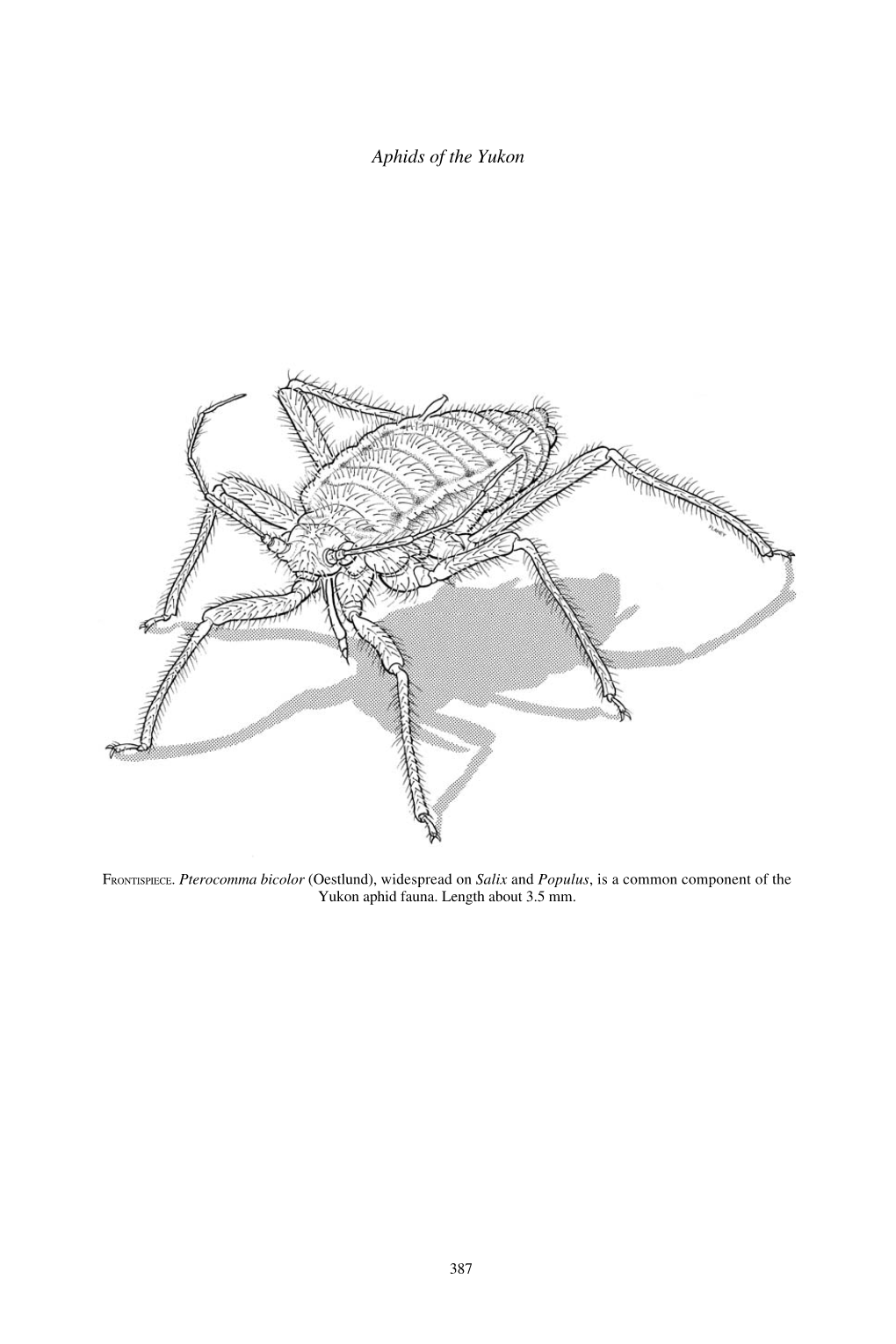 Aphids of the Yukon