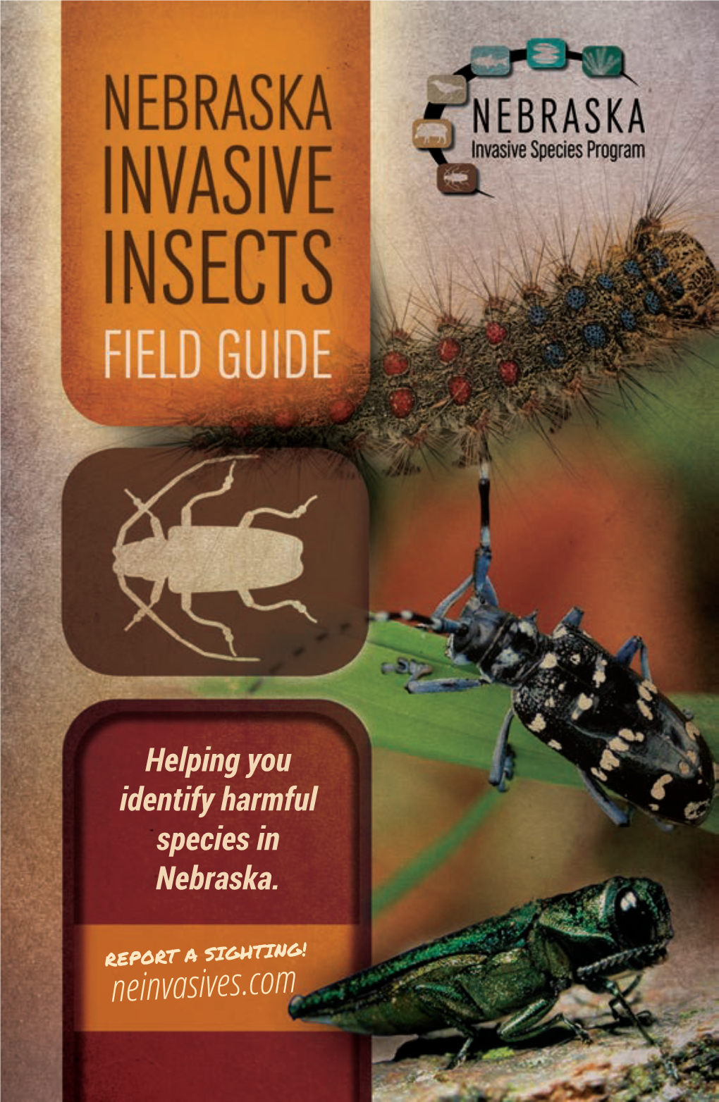 Insect-Field-Guide.Pdf