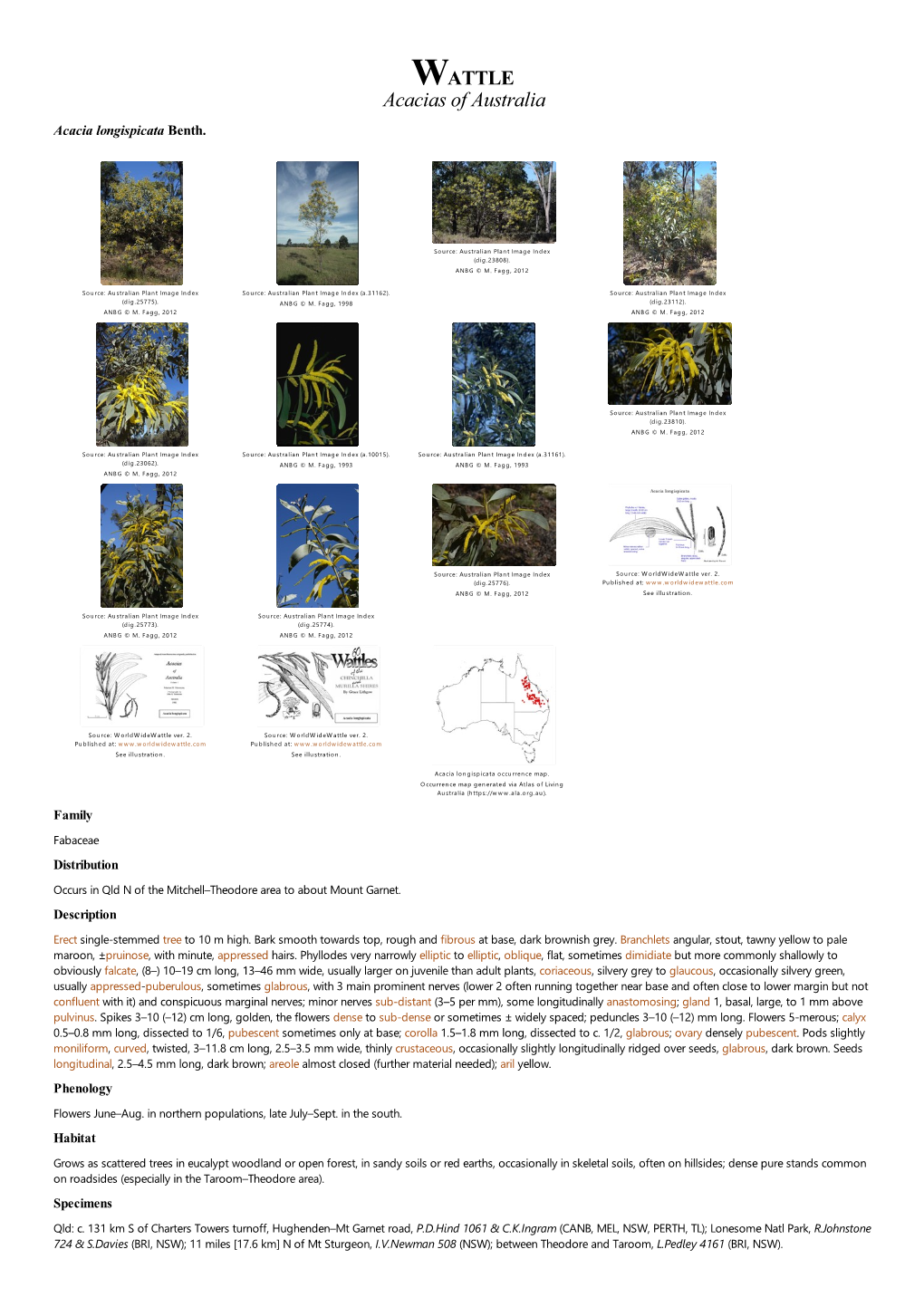 Acacia Longispicata Benth