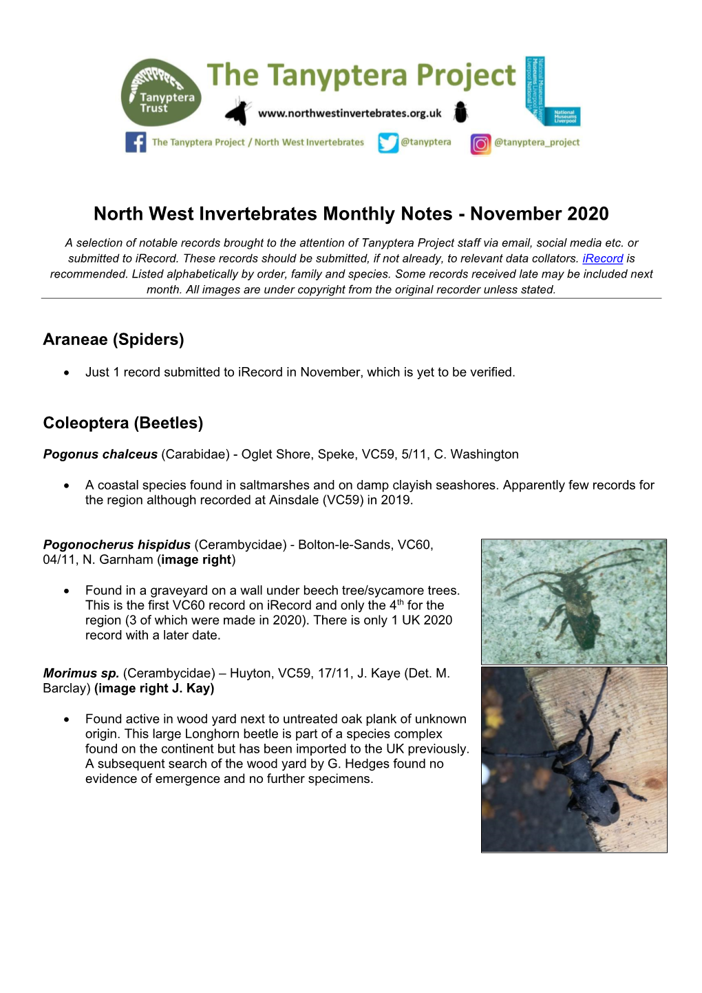 North West Invertebrates Monthly Notes - November 2020